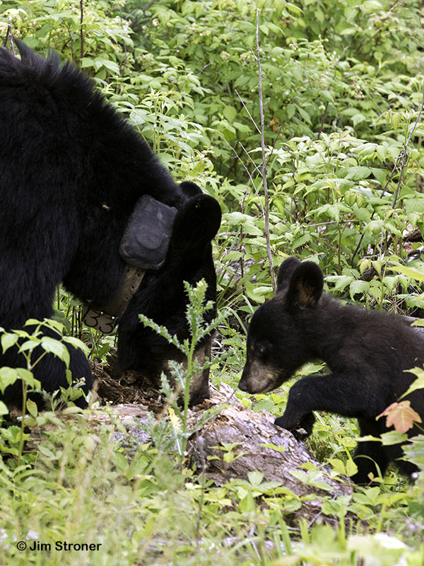 Ursula and female cub