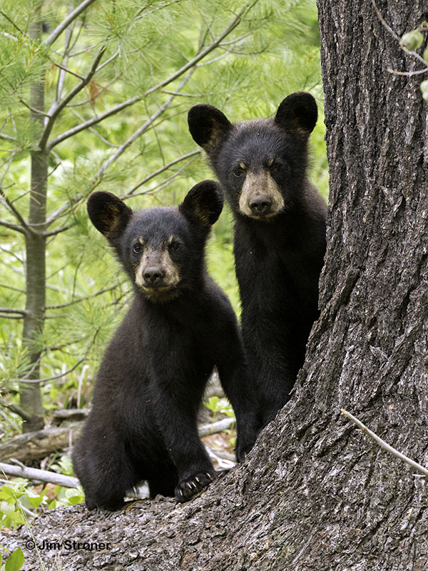 Ursula's cubs