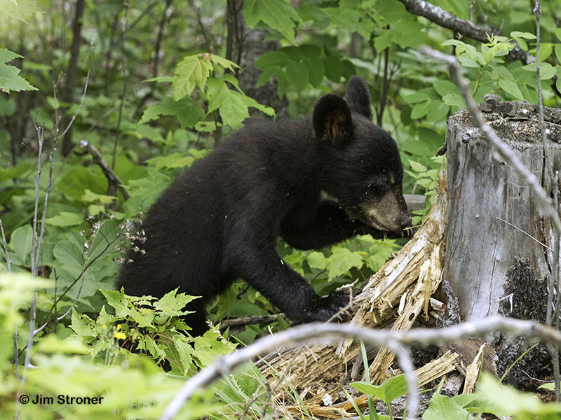 Ursula's female cub