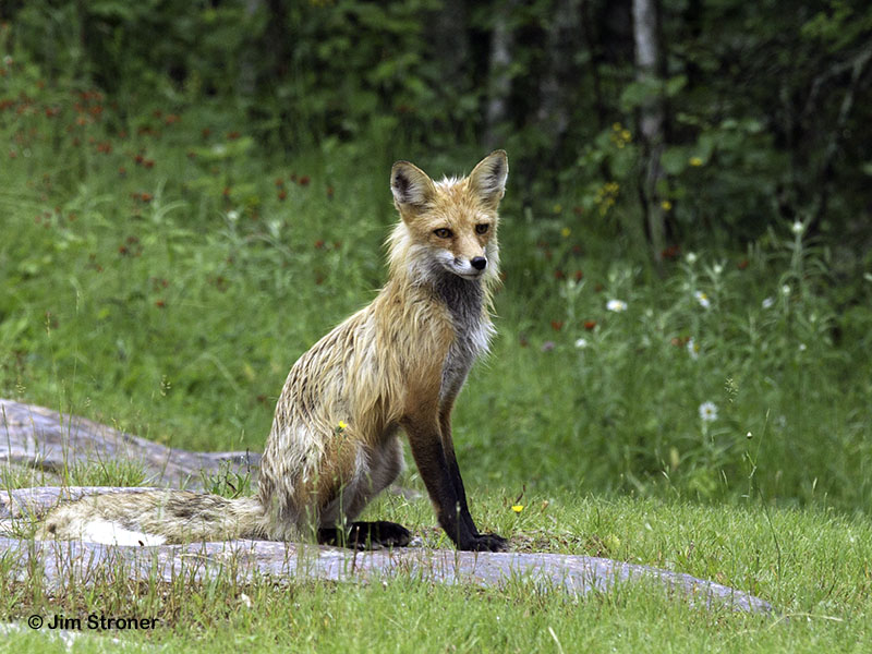Human-tolerant red fox  