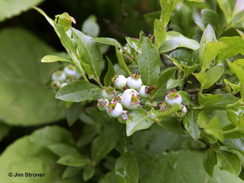 Unripe blueberries