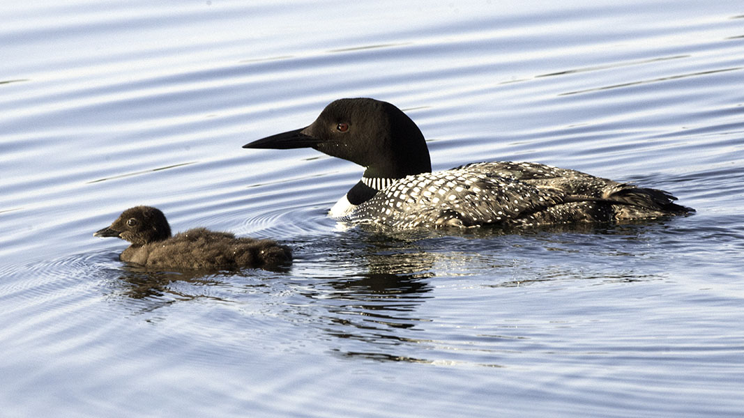 Loon adult and chick