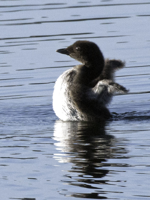 Loon chick