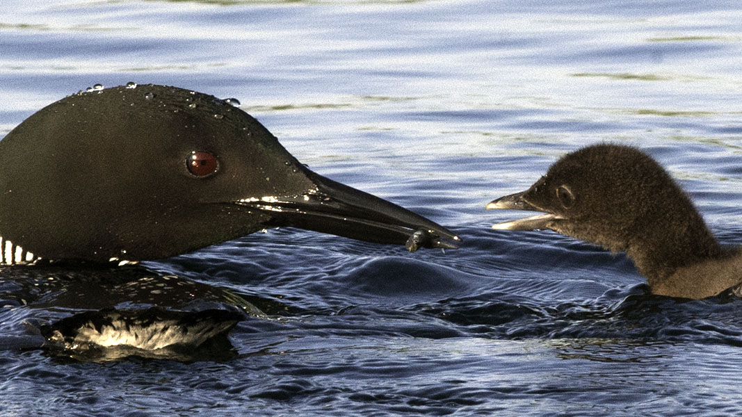 Common Loon feeds young  