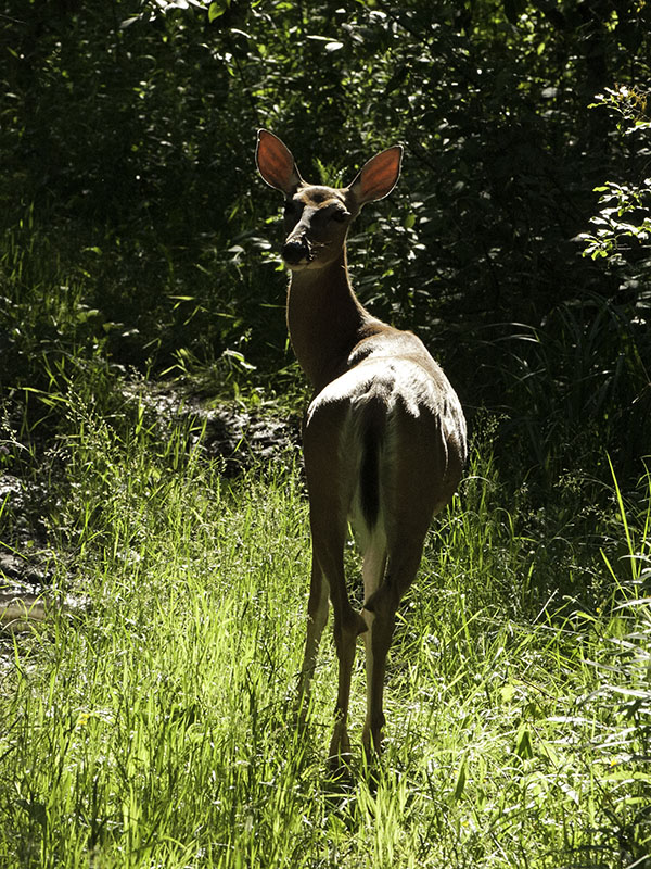 White-tailed deer