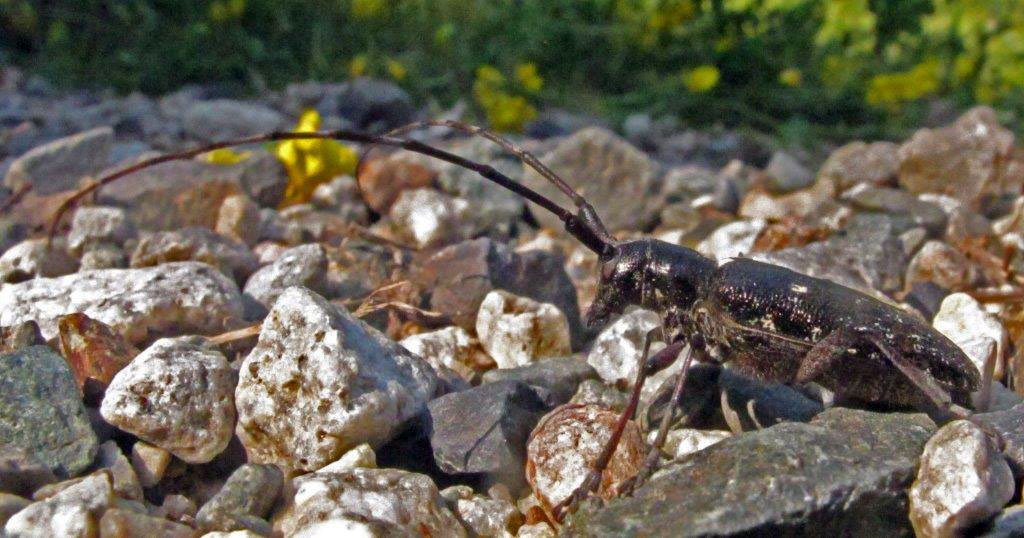 Long-horned wood boring beetle