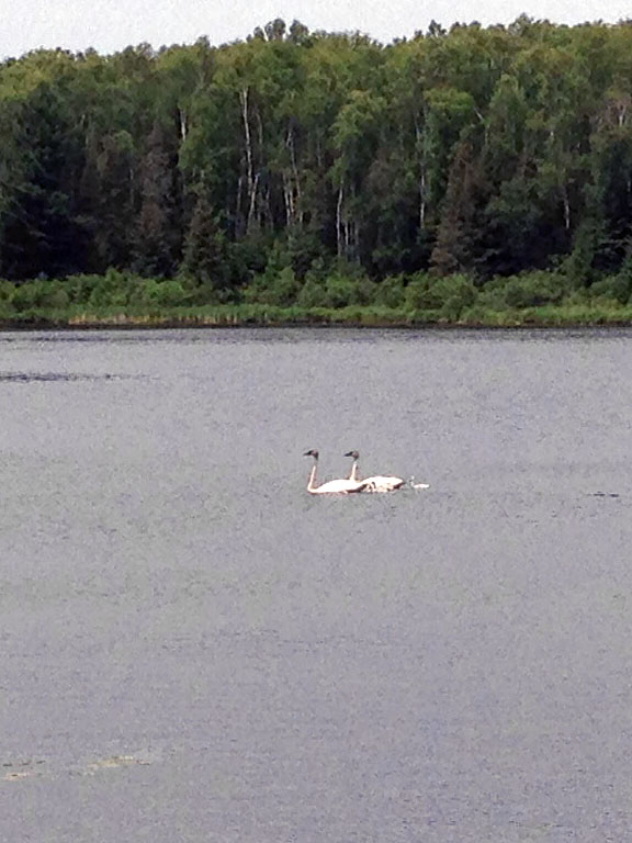Swans