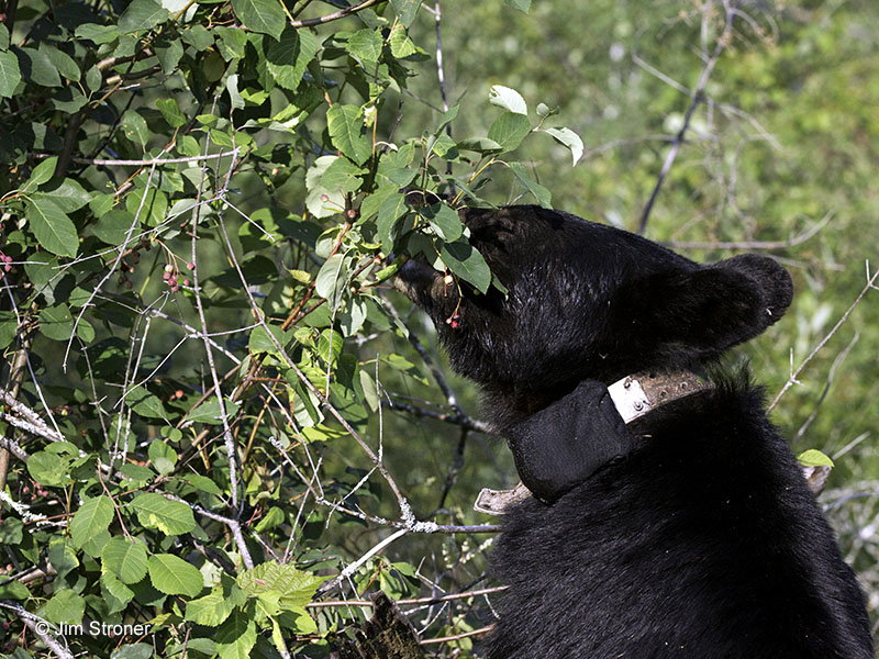 June eats juneberries