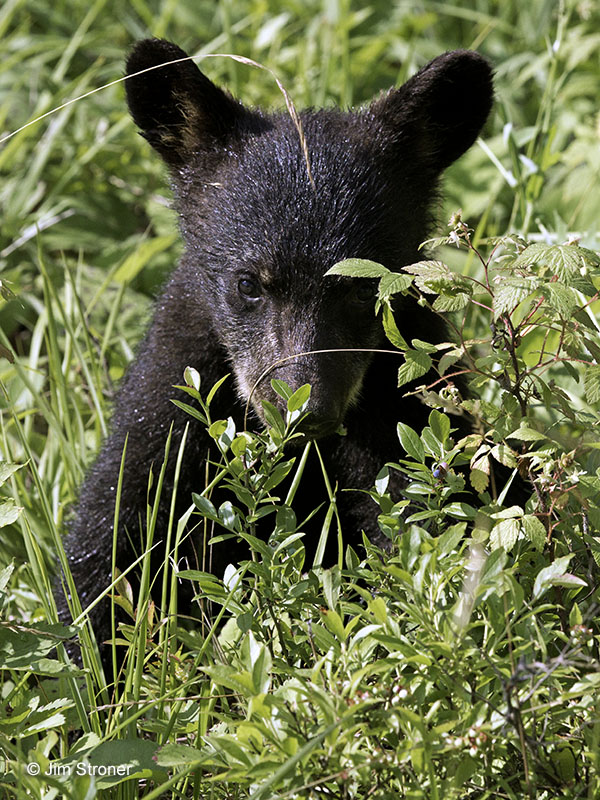 June's female cub