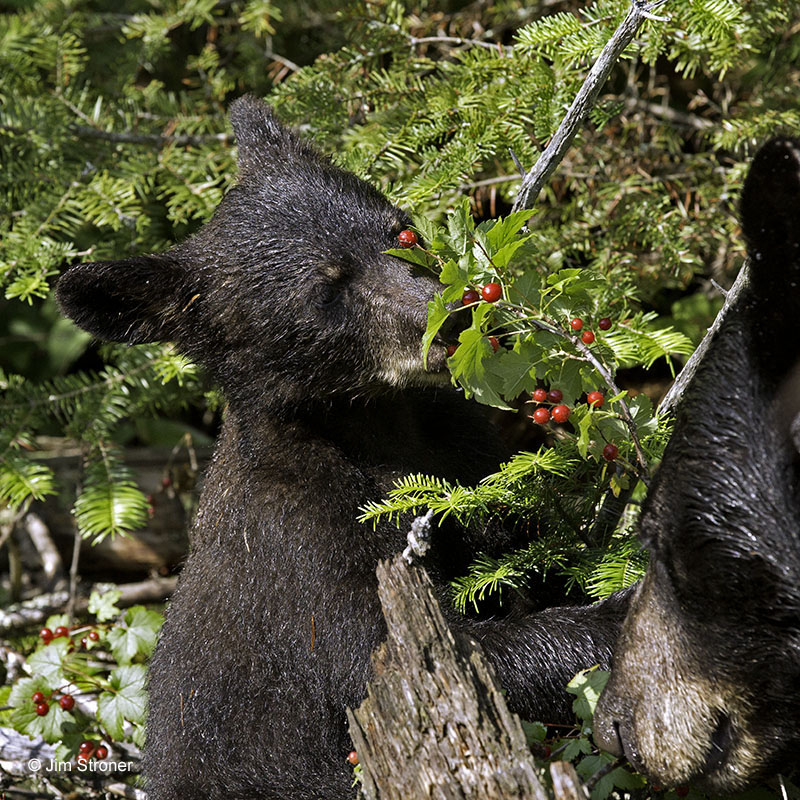 20130713 Junes female cub gooseberries