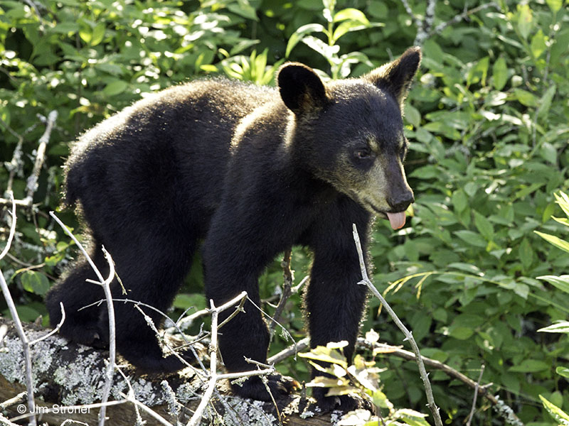 June's male cub