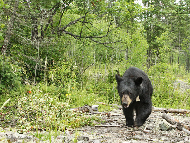 June walks by broken-down juneberry