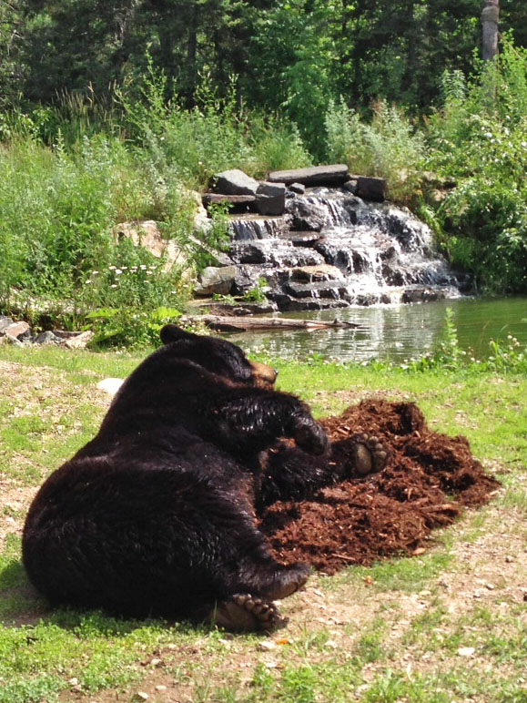 Ted rolls in cedar chips