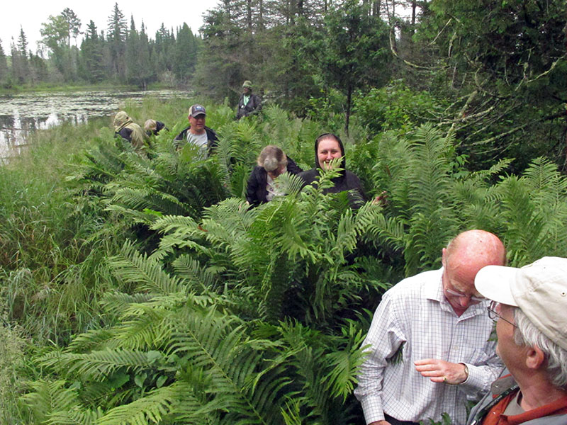 Group in ferns