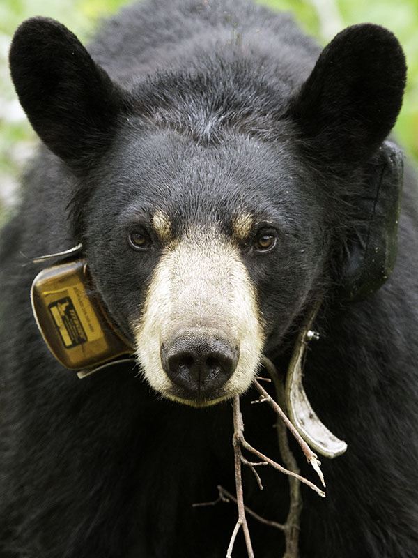 Lily's face has shed