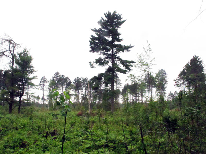 Lily's bed tree in clearcut