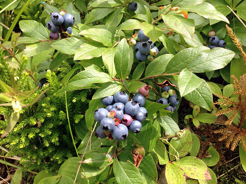 20130724 Bountiful blueberries