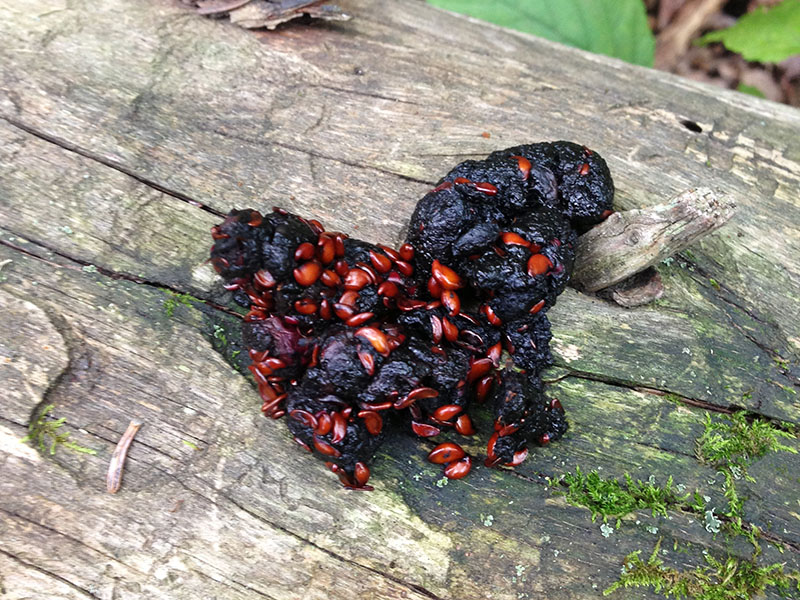 Juneberry scat