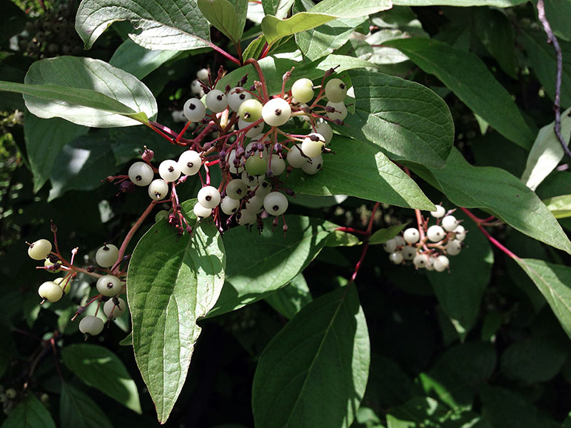 Red-osier dogwood