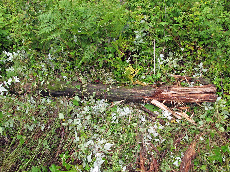 Log torn apart for ants