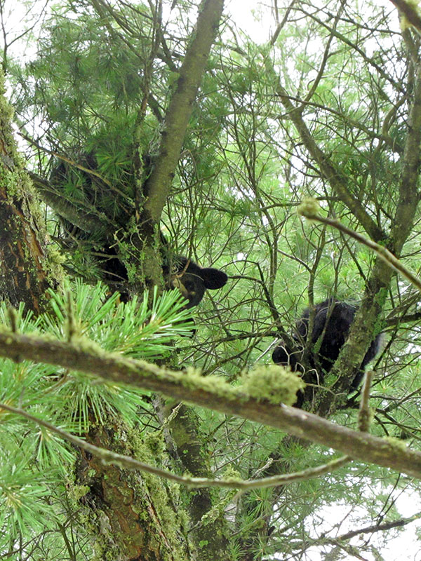 Cole and Ember in white pine