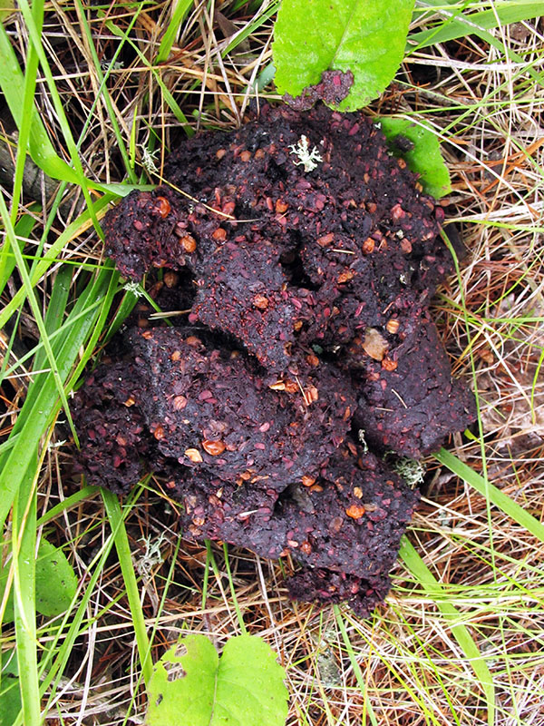 Bear scat