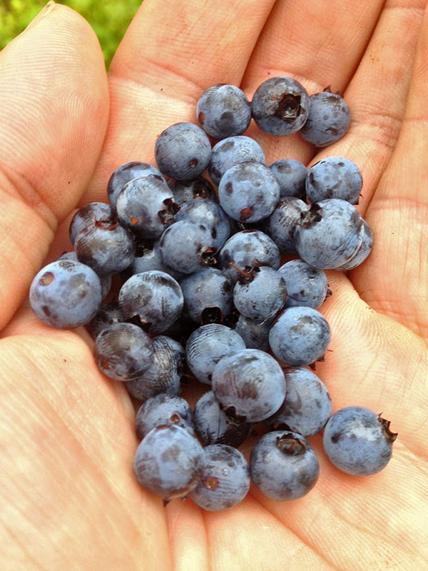 Blueberries