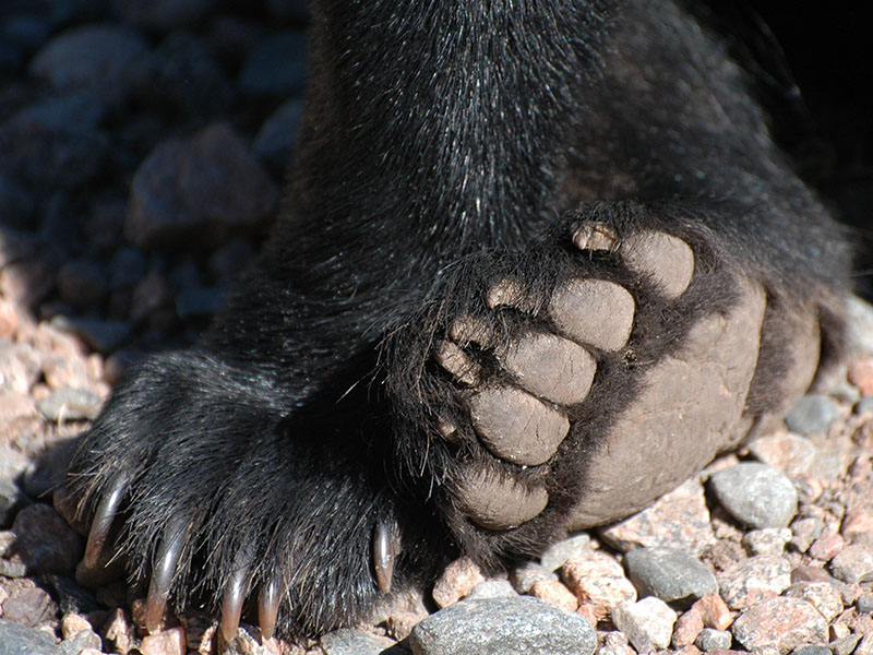 Bear feet - July 29, 2013