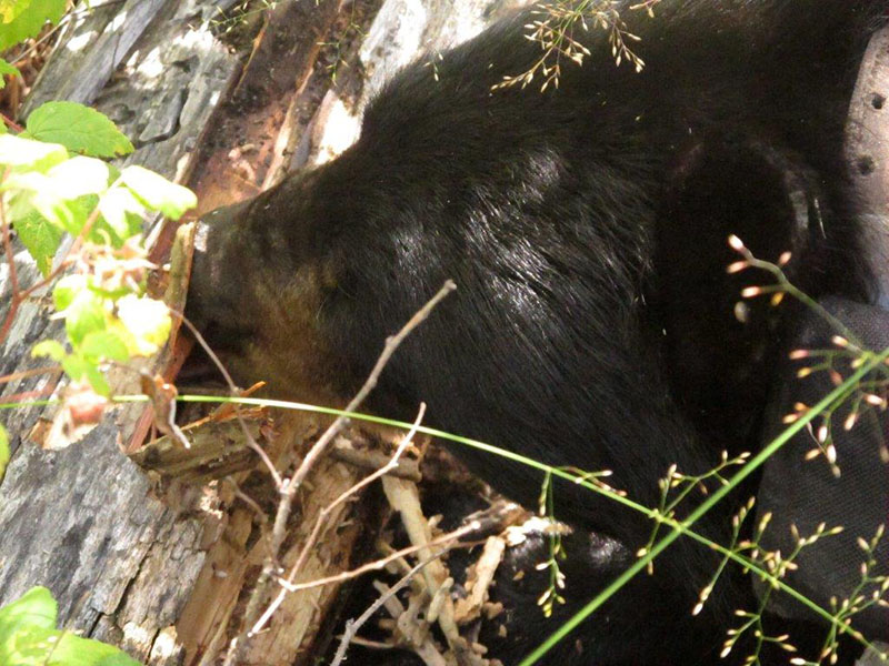 June forages on ant pupae
