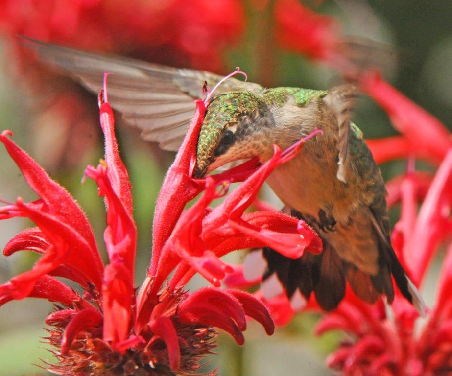 Ruby-throated-hummingbird female at bee-balm flower
