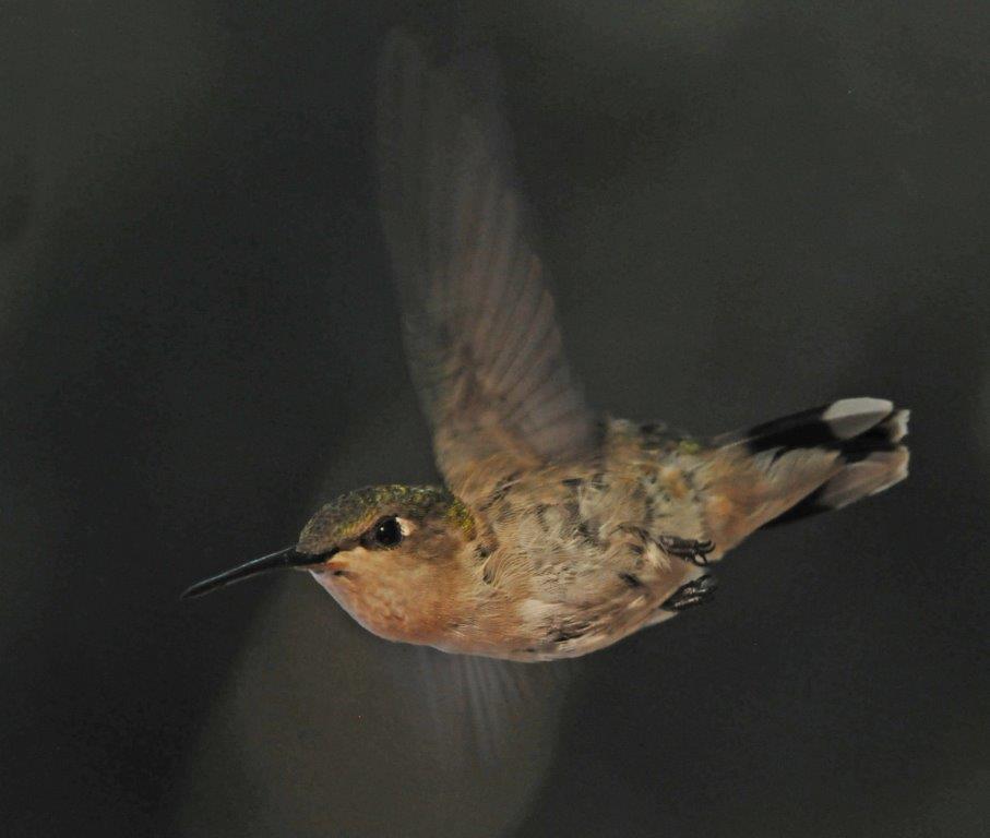 Ruby-throated Hummingbird female
