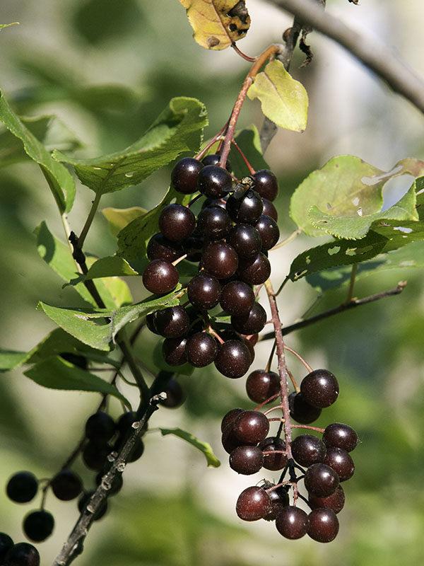 Chokecherries