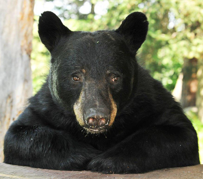 Guy - August 11, 2013