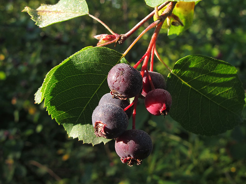 Juneberries