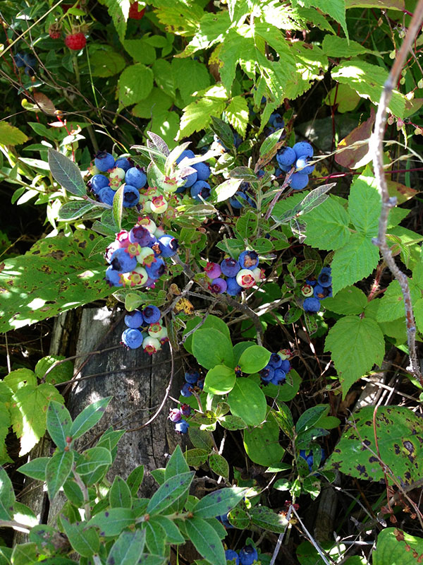Velvetleaf blueberries