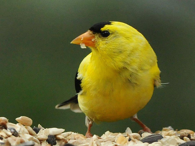 Goldfinch