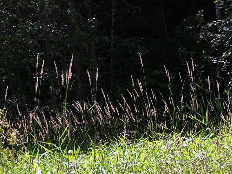 Grasses go to seed - Aug 13, 2013  