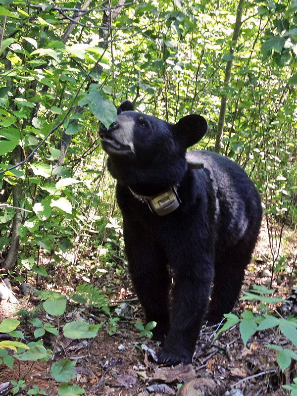 Faith sniffs vegetation