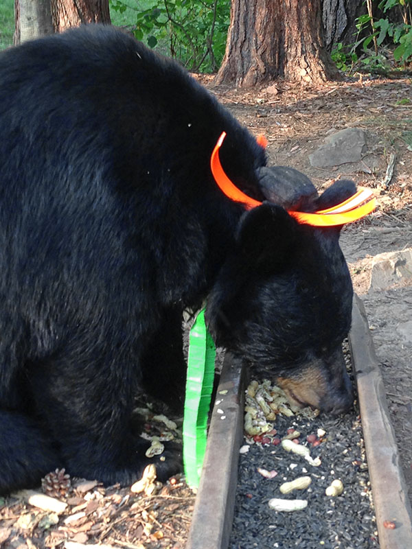 Juliet visits a feeding station