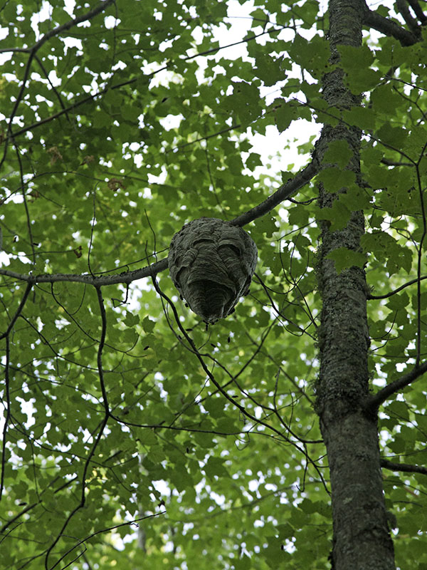 Hornet nest high in sapling