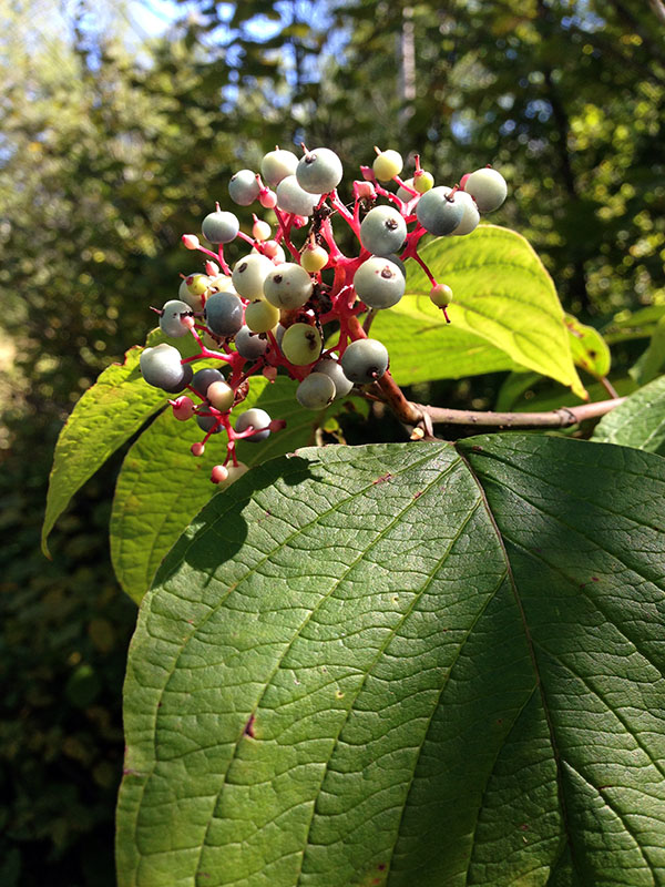 Roundleaf dogwood - Sept 2, 2013