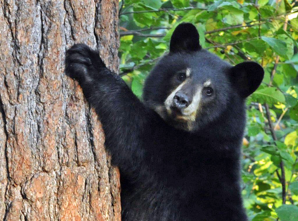 One of Ursula's cubs