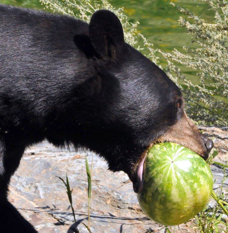 Lucky with watermelon - Sept 5, 2013