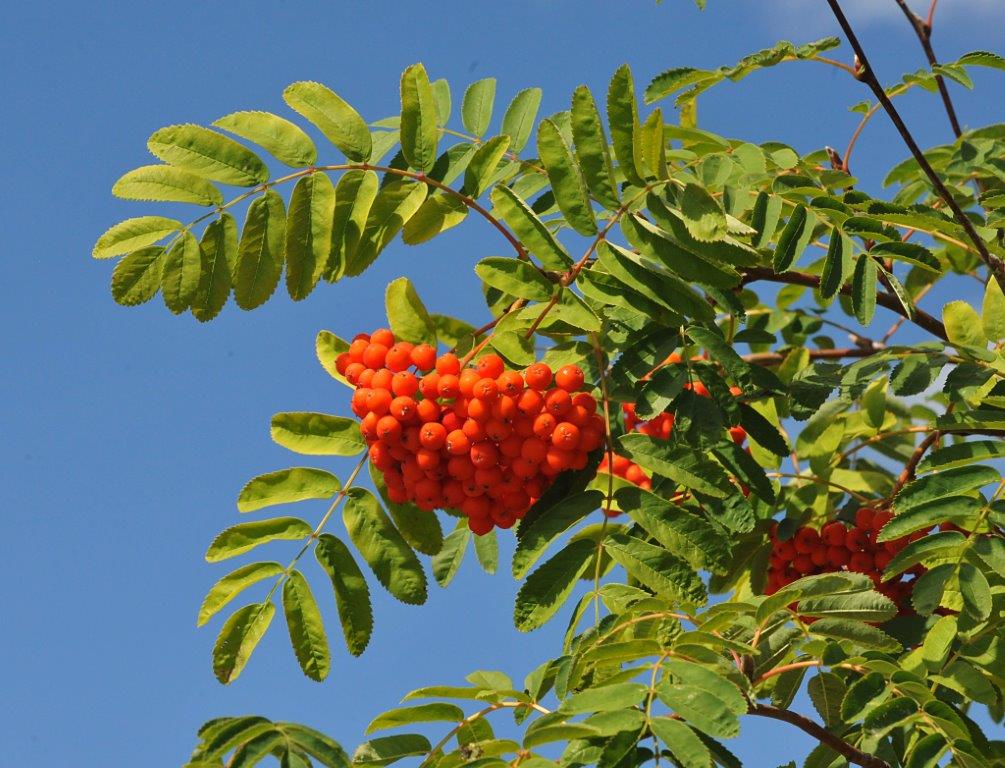 Mountain-ash berries - Sept 7, 2013