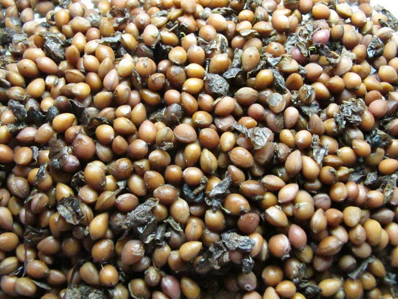 Chokecherry pits ready to count