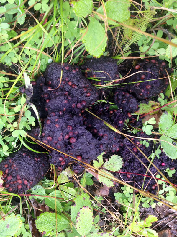 Faith's chokecherry scat