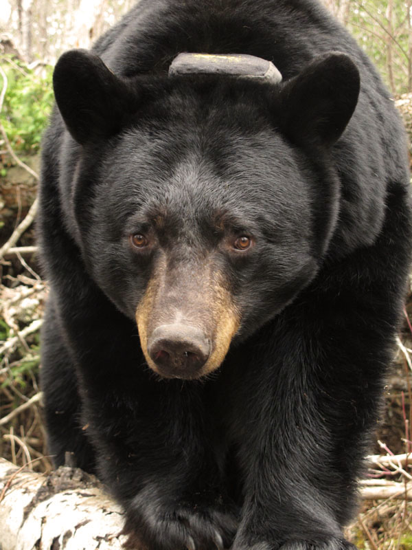 Dot - March 22, 2012