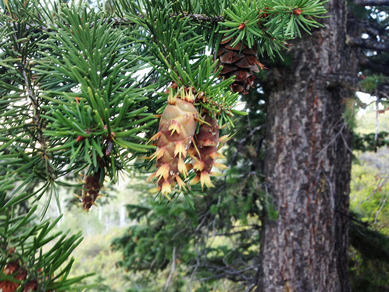 Douglas fir (Pseudotsuga menziesii)