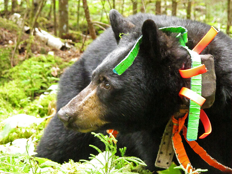 Aster - Sept 14 2013