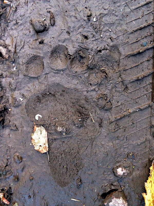 Bear track - hind foot